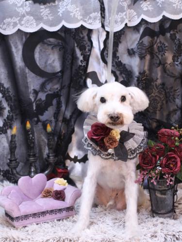 20231014まろんくん